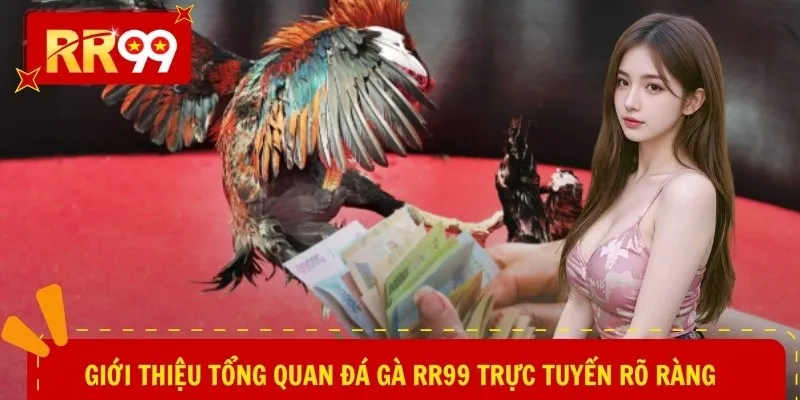 Giới thiệu tổng quan đá gà RR99 trực tuyến rõ ràng